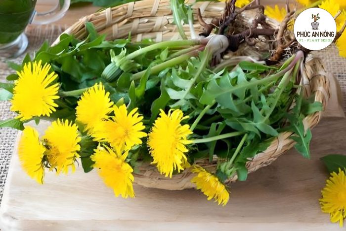 Đặc điểm cây rau bồ công anh hoa vàng thân tím