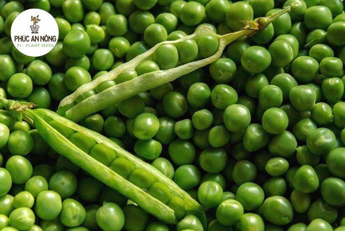 Điểm đặc biệt của hạt giống cây đậu Hà Lan