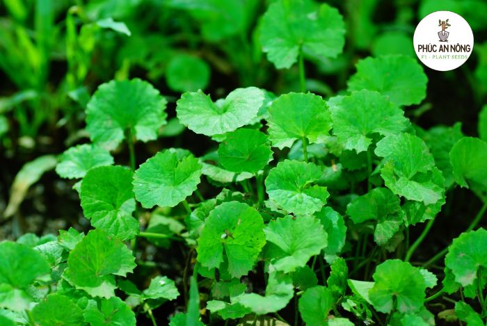 Đặc điểm cây rau má và tìm hiểu hạt giống rau má lá nhỏ