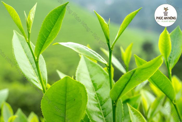 Đặc điểm của cây trà xanh và tổng quan về hạt trồng trà xanh