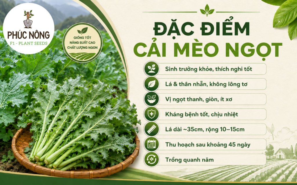 Đặc điểm nổi bật của giống cây cải mèo