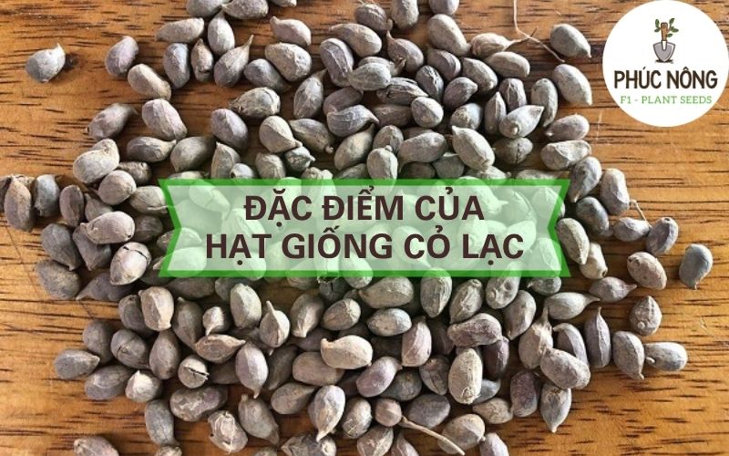 cần nắm rõ đặc điểm của hạt giống cỏ lạc, cỏ đậu phộng trước khi gieo trồng