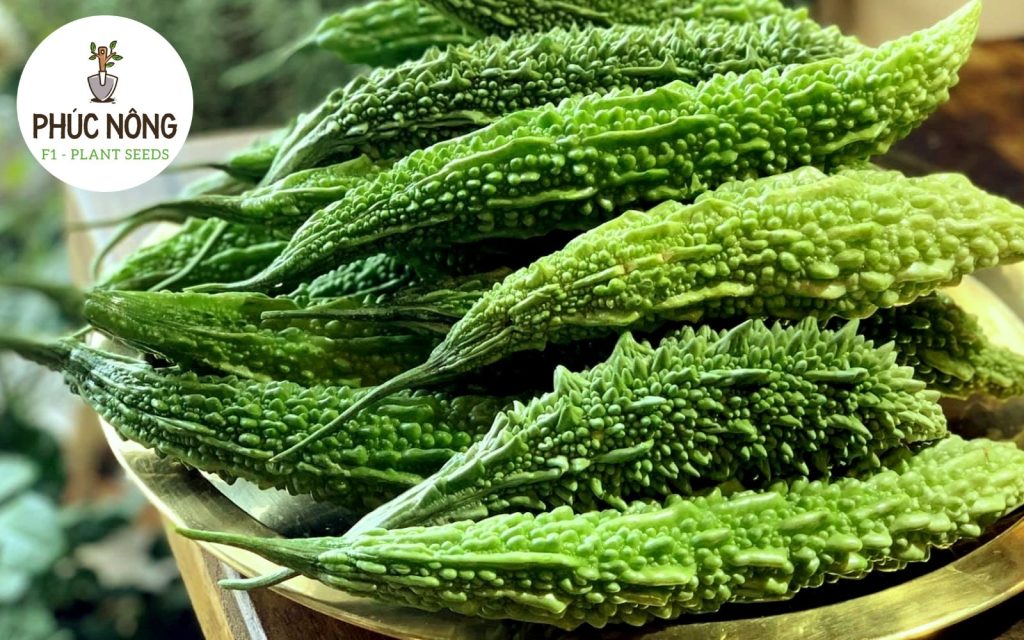 Đặc điểm của giống khổ qua rừng