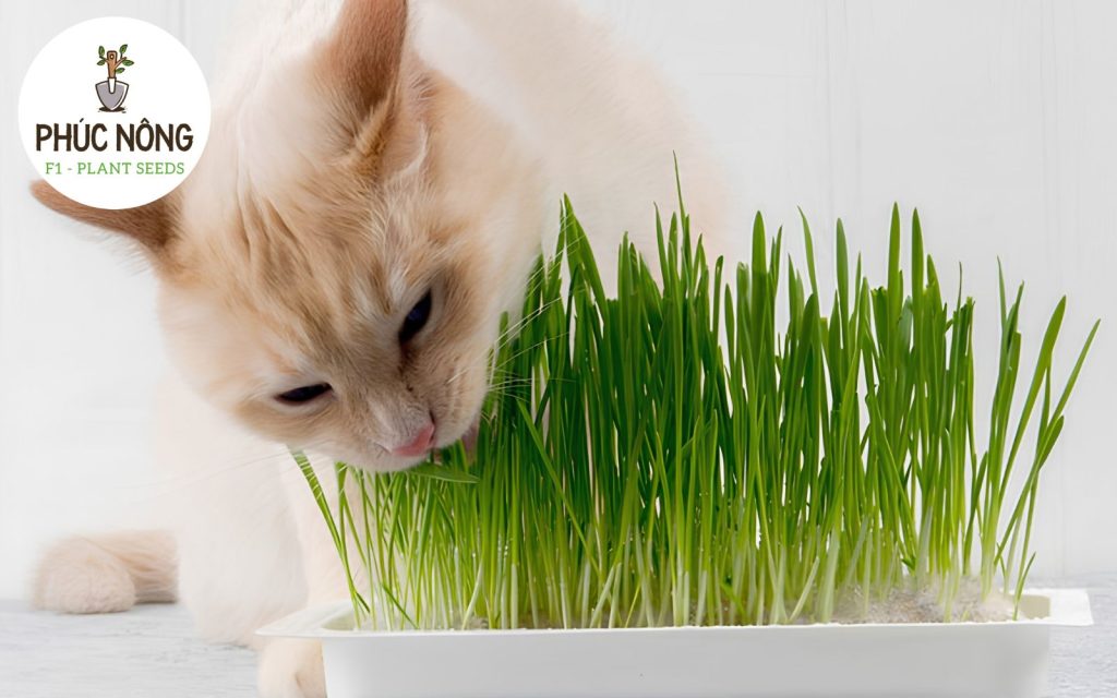 Đặc điểm của hạt giống bạc hà mèo Catnip