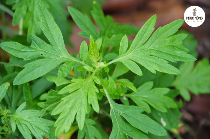 Đặc điểm của hạt giống cây rau ngải cứu 