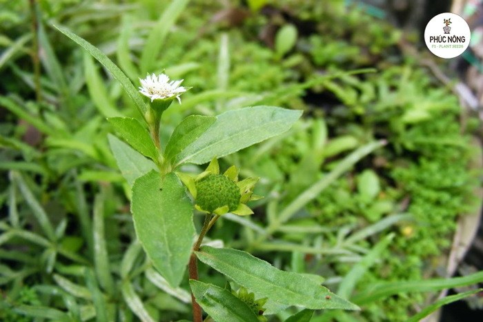 Đặc điểm của hạt giống cây cỏ mực nhọ nồi 