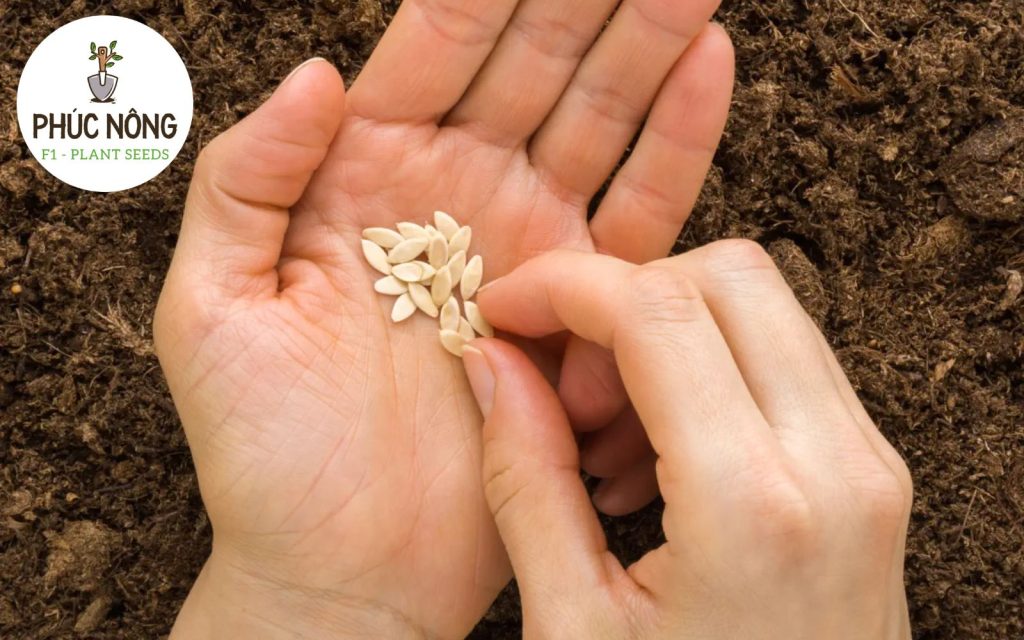 Đặc điểm của hạt giống dưa leo tại Phúc An Nông