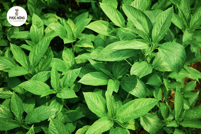 Tìm hiểu hạt giống rau đay xanh