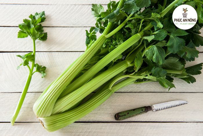 Đặc điểm hạt giống cần tây khổng lồ