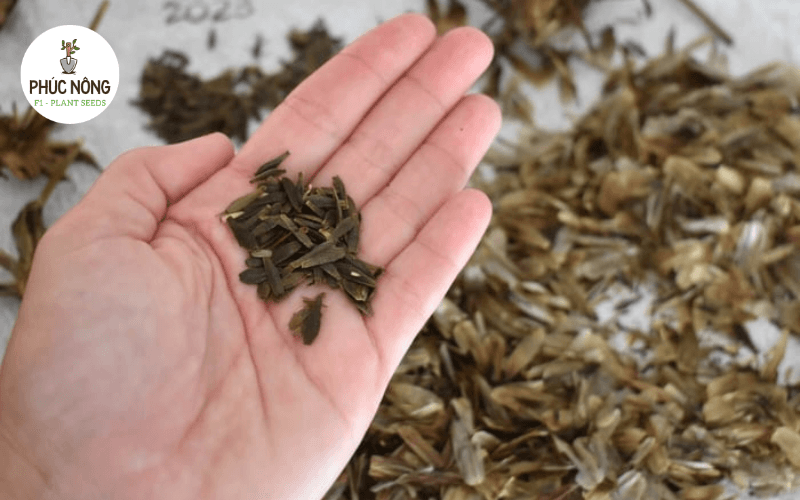 Hạt giống hoa thược dược F1 nhiều màu có tỷ lệ nảy mầm cao và sinh trưởng khỏe