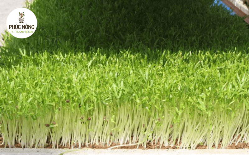 đặc điểm hạt giống rau mầm rau muống