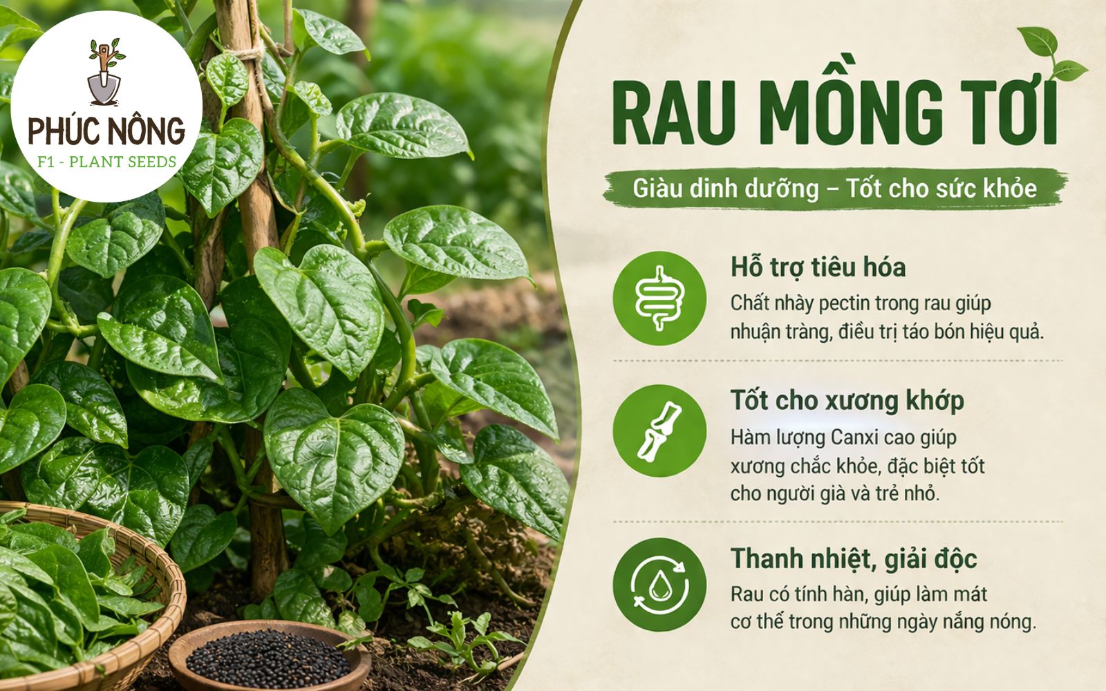 đặc điểm rau mồng tơi
