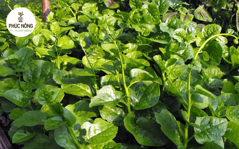 Đặc điểm hạt giống mồng tơi dùng để gieo trồng