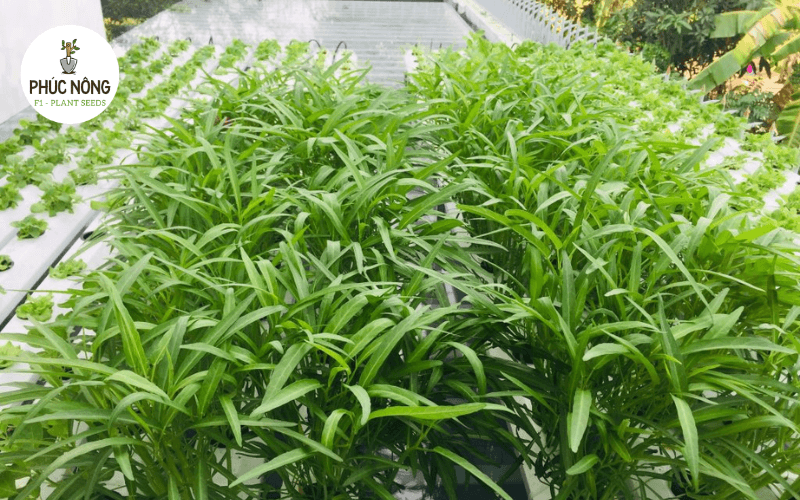 đặc điểm rau muống bạn nên biết