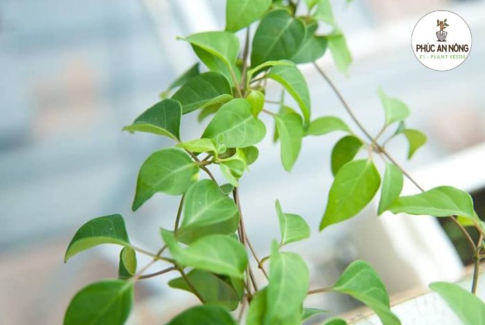 Đặc điểm của cây lá giang và hạt giống trồng lá giang