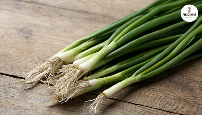 Đặc điểm sinh thái của hành lá gốc trắng lá lớn