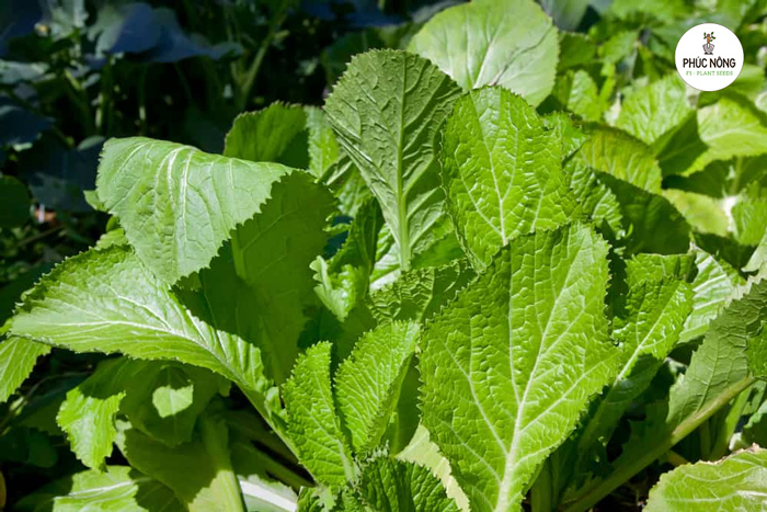 Đặc điểm sinh thái của hạt giống cải xanh 