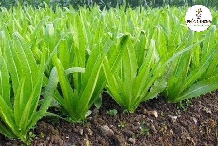 Đặc điểm của rau diếp thơm và hạt giống trồng rau diếp thơm