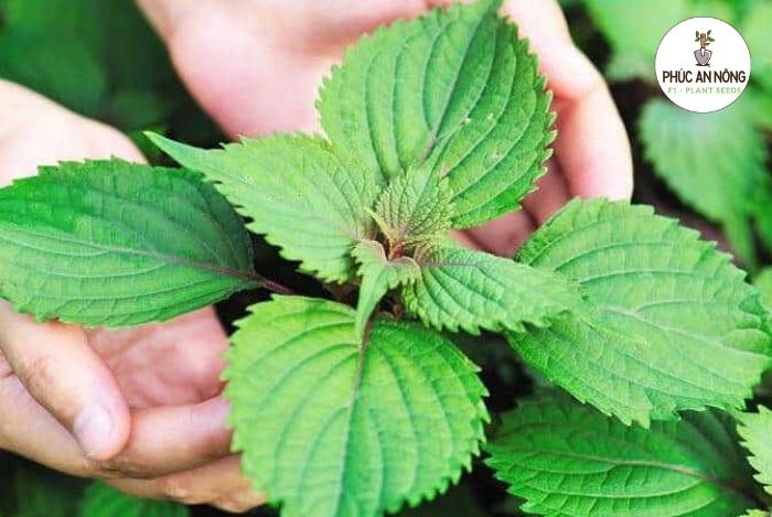 Đặc điểm sinh thái rau kinh giới và hạt giống trồng rau kinh giới