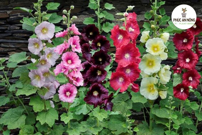 Đặc điểm sinh trưởng Hoa Mãn Đình Hồng Đơn và hạt giống trồng hoa mãn đình