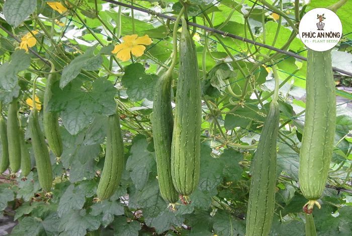 Hạt giống mướp hương và công dụng của cây mướp hương
