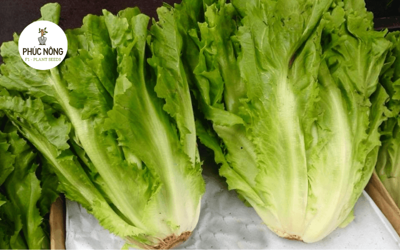Đặc điểm xà lách Carol với lá xanh và mép lá xoăn