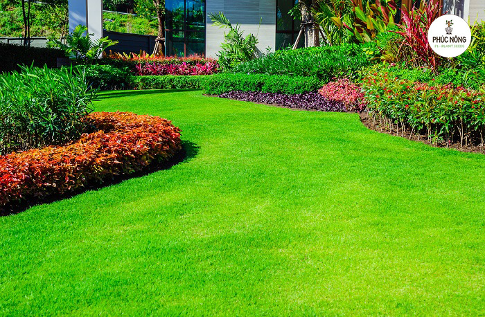 Điểm đặc trưng của hạt giống cỏ nhung nhật