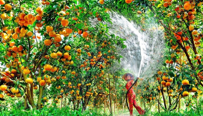 Hạt giống cây ăn trái Phúc Nông