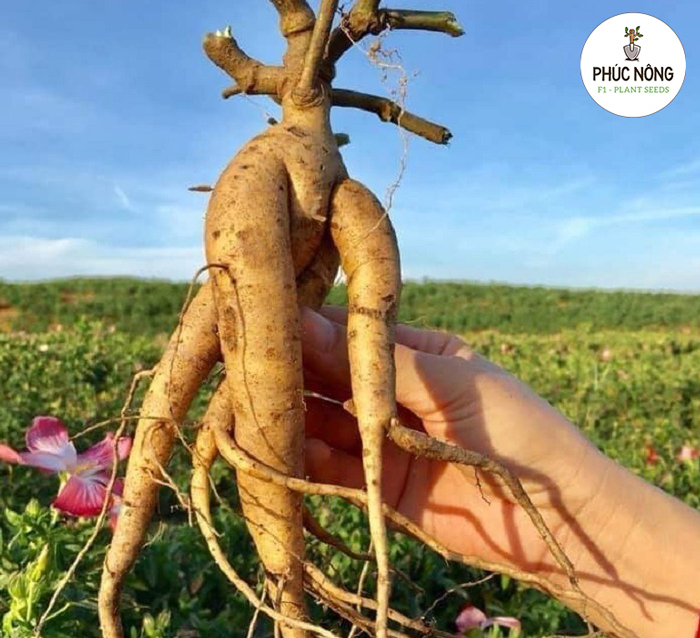 Những điểm nổi bật của hạt sâm bố chính tại Phúc Nông