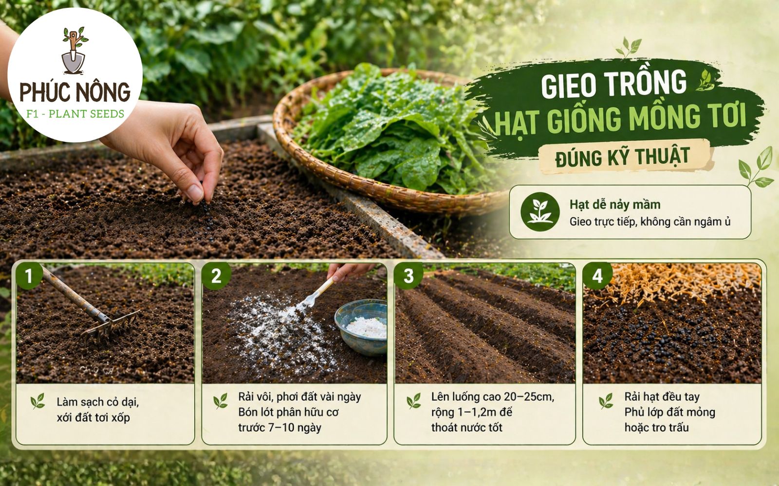 hướng dẫn các bước gieo trồng và chăm sóc hạt giống mồng tơi để thu được năng suất cao