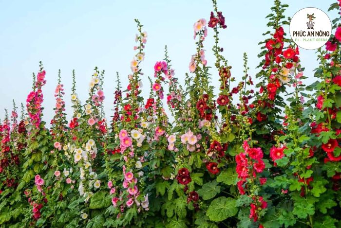 Cách gieo trồng và chăm sóc hạt giống Hoa Mãn Đình Hồng Đơn