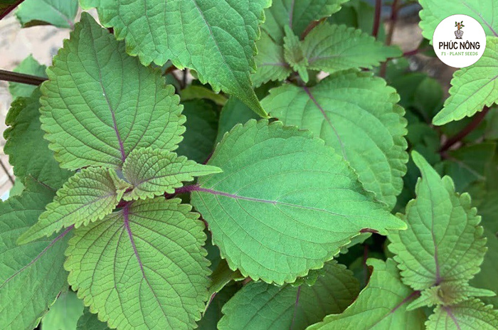 Đặc điểm của hạt giống tía tô