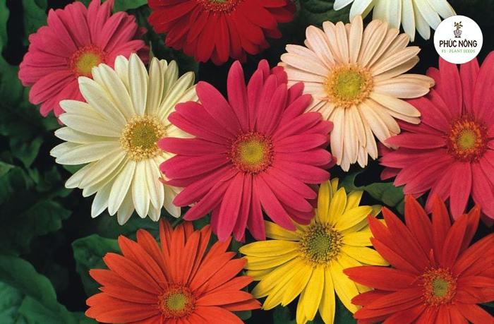 Tổng quan về hạt giống hoa đồng tiền 