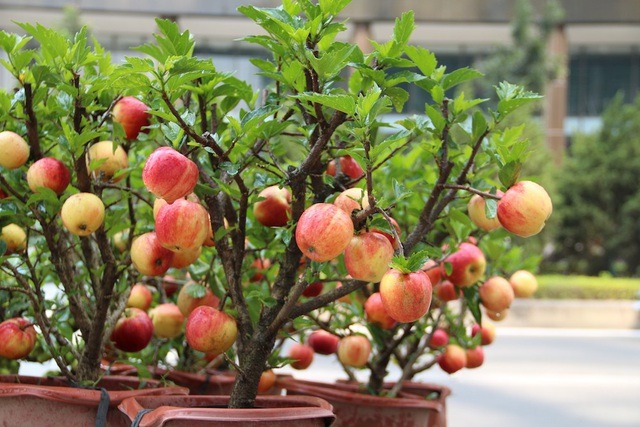 Tìm hiểu hạt giống cây táo đỏ lùn