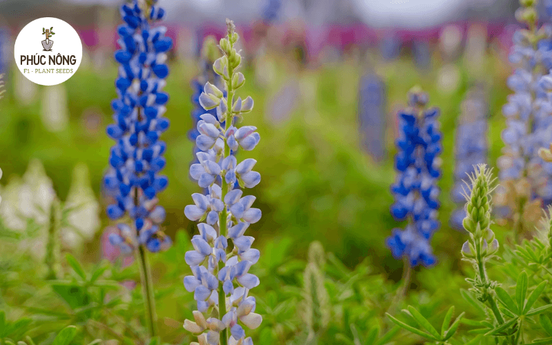 đặc điểm hạt giống hoa đậu lupin