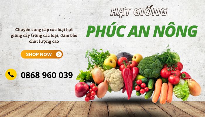 Mua hạt giống trồng cây trà xanh giá sỉ