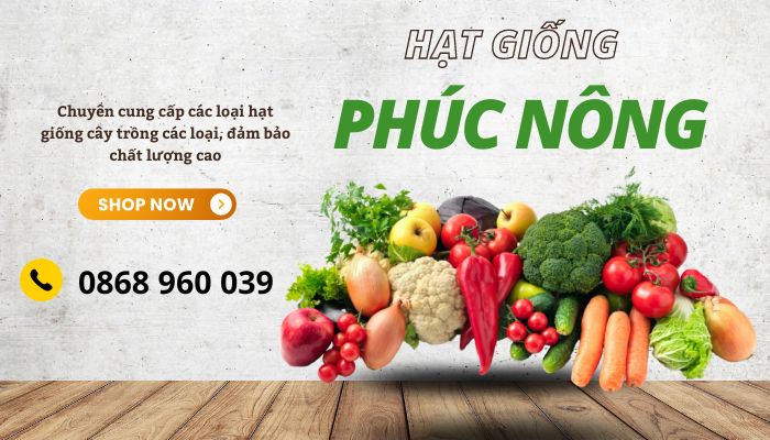 Mua hạt giống trồng cây trà xanh giá sỉ