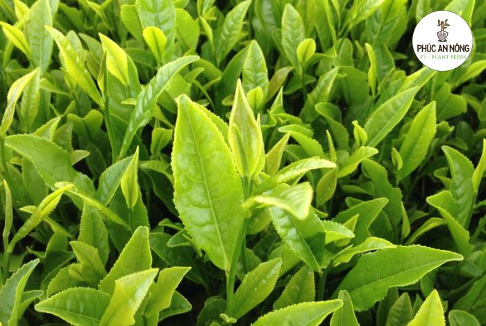 Hướng dẫn cách chăm sóc hạt giống cây trà xanh