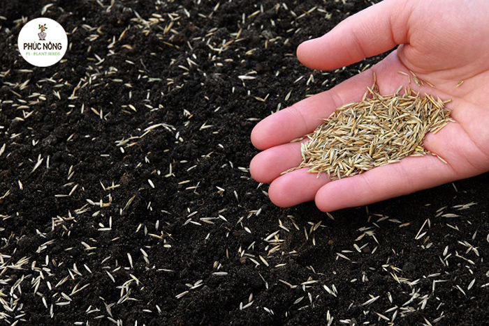 Hướng dẫn chi tiết cách trồng cỏ nhung nhật bằng hạt