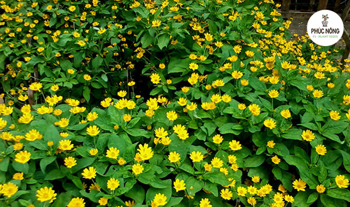 Kỹ thuật, phương pháp chăm sóc hạt giống hoa cúc mặt trời