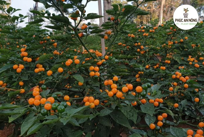 Cách trồng ớt Aji Charapita bằng hạt giống- Giống ớt mắc nhất thế giới