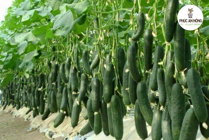 Cách gieo hạt dưa chuột chùm và chăm sóc dưa chuột chùm đúng cách