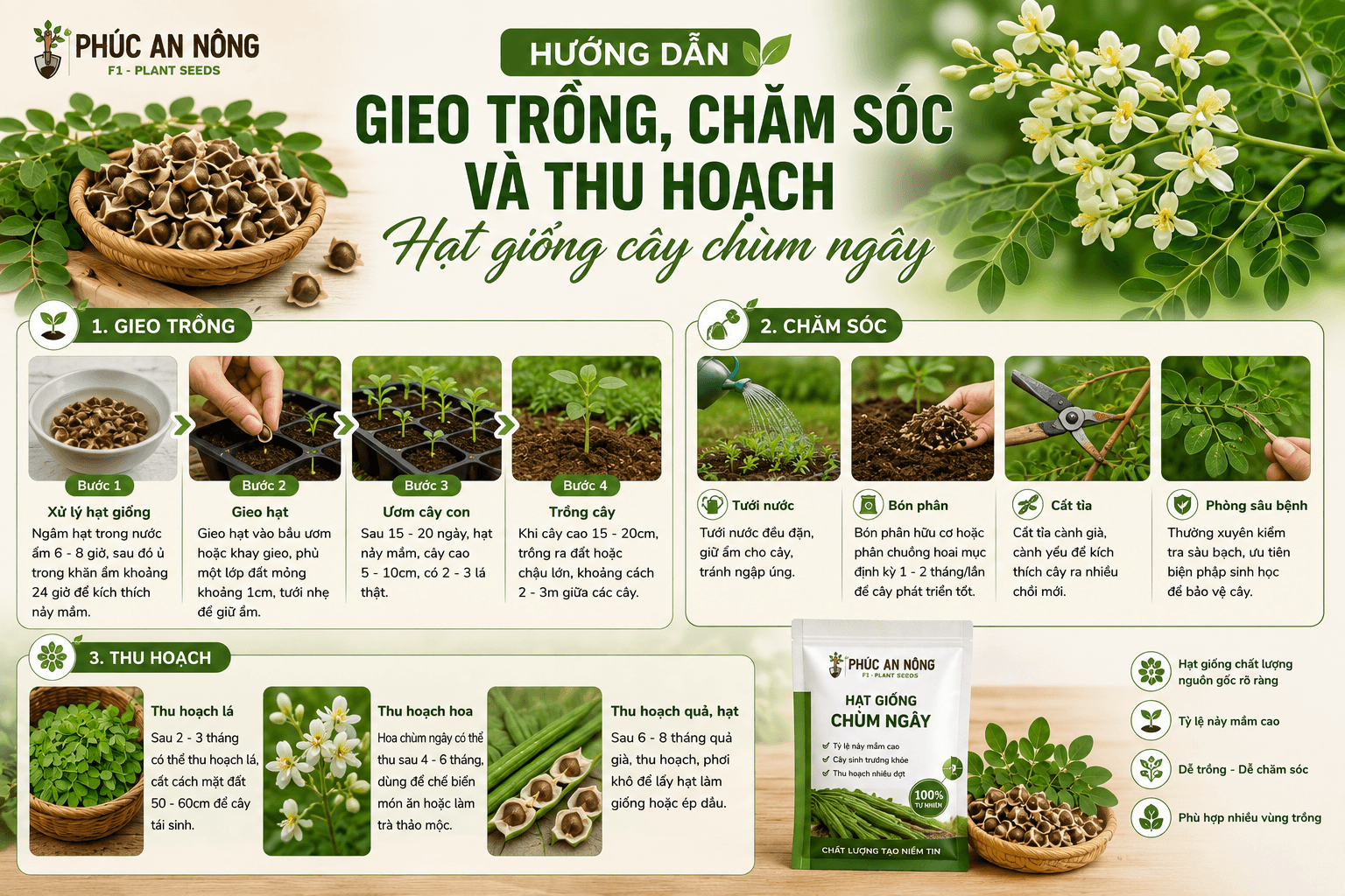 Hướng dẫn gieo trồng, chăm sóc và thu hoạch hạt giống cây chùm ngây đúng kỹ thuật