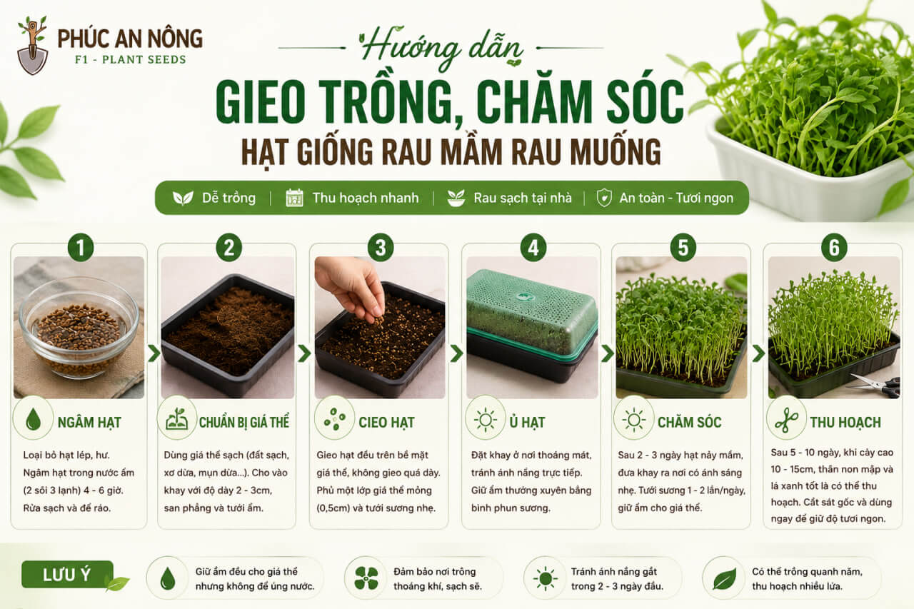 hướng dẫn cách gieo trồng, chăm sóc hạt giống rau mầm rau muống
