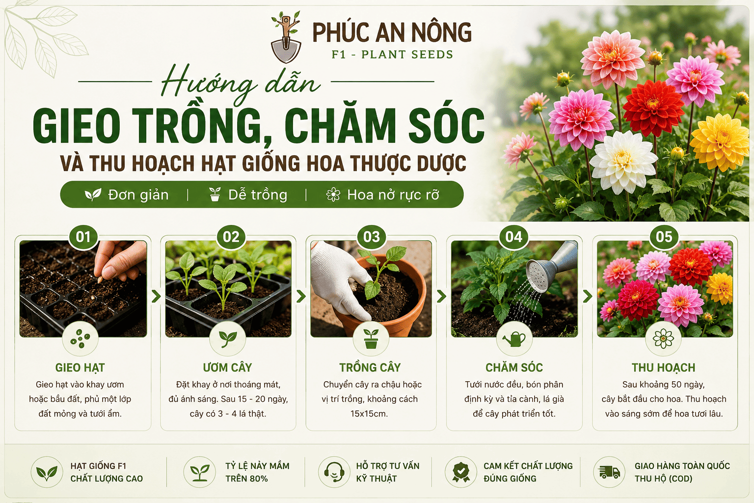 Hướng dẫn gieo trồng và chăm sóc hạt giống hoa thược dược đúng kỹ thuật để cây ra hoa đẹp