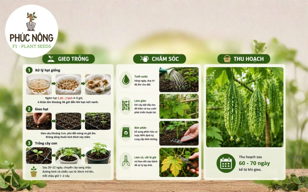 Hướng dẫn gieo trồng, chăm sóc và thu hoạch hạt giống khổ qua rừng F1