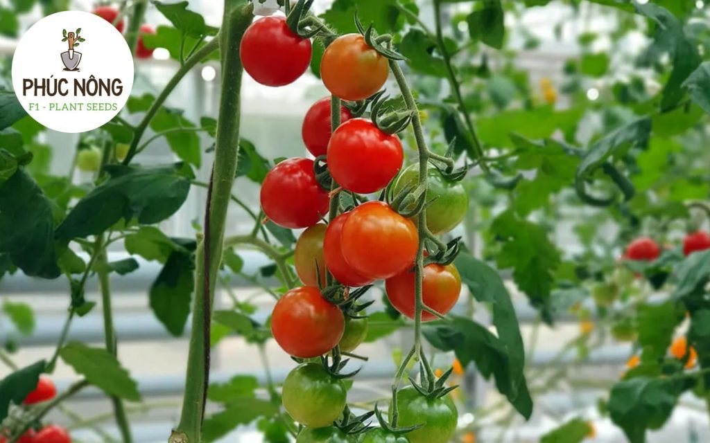 Hướng dẫn kỹ thuật gieo trồng và chăm sóc cây cà chua leo