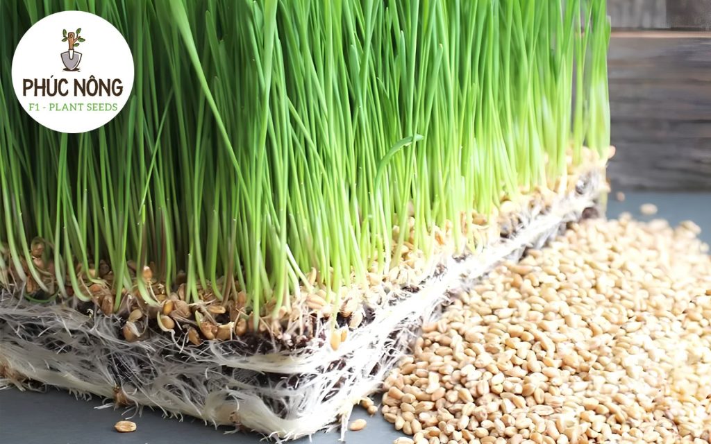 Hướng dẫn kỹ thuật gieo trồng và chăm sóc cỏ bạc hà mèo Catnip
