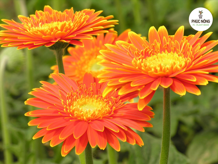 Cách trồng và chăm sóc hạt giống hoa đồng tiền 