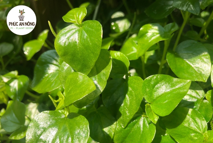 Hướng dẫn cách ngâm ủ hạt giống trồng rau càng cua